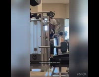 Two men hang on bars and do upside down ab crunches and pull ups at the gym 