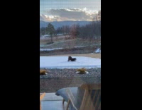 Puppy plays at backyard rolls around snow