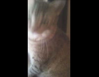 Fat cat sit chair look outside window