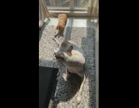 Cat plays with dogs tail until dog glares at cat