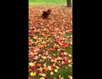 Dog with Doll on It Runs Toward Man