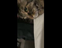 Woman sit on cat make unhappy expression