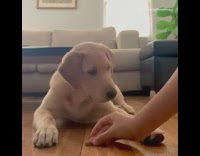 Fruit snack challenge golden retriever puppy dog 