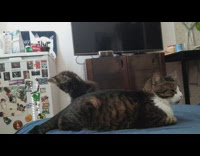 Kitten plays with moms tail 