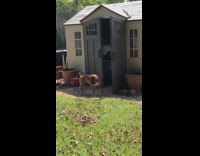 brown dog barking at shadow next to shed 