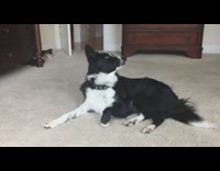 White and black dog lays on carpet while giant fan blows its fur everywhere