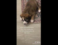 Puppy chews rug in the same place at late cat 