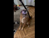 Dog loves getting scratched and vacuumed on its back 