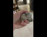 Dwarf hamster gets pet with finger 