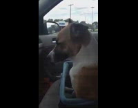 Brown dog tries to stay awake car