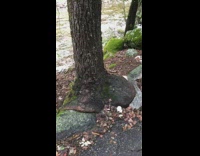 Tree looks like melting on a rock