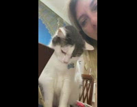 Grey and white cat caresses face 