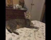 Brown grey cat plays with string bed 
