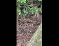 Black white squirrel nibbles on lying deer
