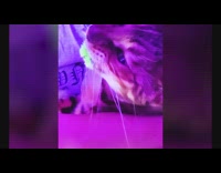 Cat growls while nails are being cut