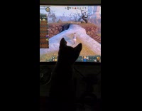 Cat watches and catches the mouse cursor