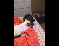 Brown cat grooms white cat 