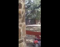 Girl falls off hammock 