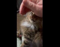 Filmer rubs pet cat that purrs loudly