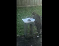 Pet cat stands and drinks water from its paw