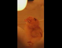 Small chick sleepy eyes inside a warm box