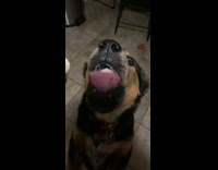 Dog chugs down huge chunk of ice cream 