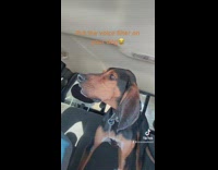 Black and brown dog in car barking voice filter 