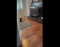 Cat hisses and jumps on dog 