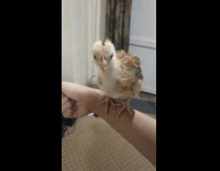 Brown and yellow chick on arm