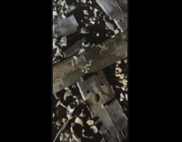 Raccoon stuck laying on train track 