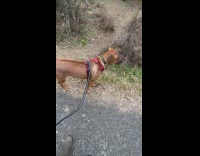 Dog Plays with its Friend Stray Cat