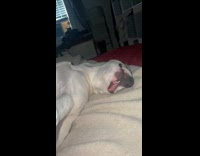 Dog sleeping lays upside down on bed