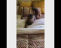 Grey brown cat kneads bed chevron pillow 