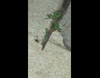 Large spider with antenna outdoors guy flash