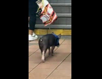 Person with Piglet Walks Toward Subway Stairs