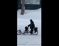 Dog rides on bike in snow 