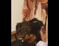 Black brown dog eyebrows falls asleep chair 