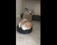 Chubby cat on roomba vacuum 
