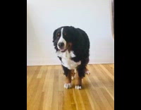 Black white brown dog copies poses phone 