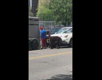 Brown llama waits on side of the street to go inside trailer