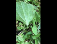 Elastic part inside broken plant stem leaves