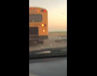 Dog waiting at school bus stop