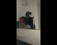 Cat sits on top of shoe boxes and falls 