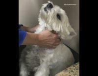 white dog getting a massage from owner 