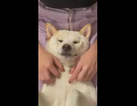 Collab DailyDoseOfInternet - Pet dog lie down and gets belly massage
