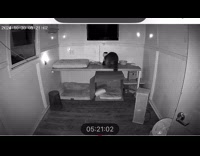 Submitter caught racoon stealing their cat food 