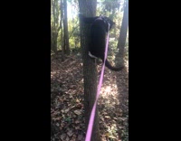Cat pink leash jumps off tree trunk 