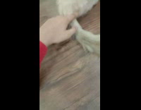 Guy clean desk with long cat tail