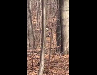 Two people in the woods deep inside of the park having sex 
