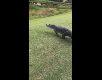 Guy try to chase alligator river Florida